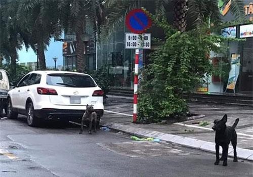 Hà Nội: Phạt chủ nhân đàn chó dữ thả rông 700 nghìn đồng