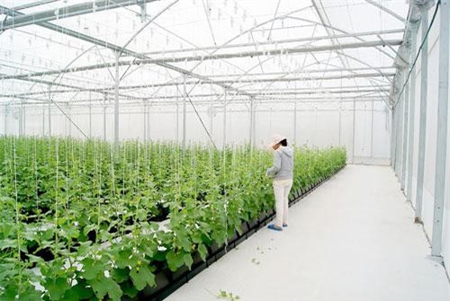 Thu hút FDI vào nông nghiệp công nghệ cao còn nhiều điểm nghẽn