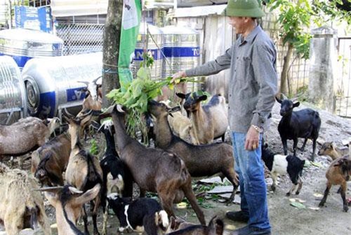 Sơn La: Đưa dê lên đồi chăn thả người dân thu hàng trăm triệu mỗi năm