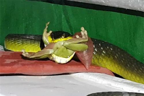 Kinh hoàng phát hiện rắn đang nuốt chửng con mồi khi lật tấm bạt che thuyền