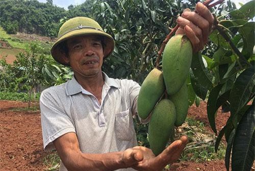 Sơn La: Bỏ nghề mộc về trồng xoài Đài Loan, lãi 120 triệu mỗi năm