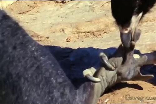 Hải cẩu con la hét thảm thương giữa vòng vây của bầy chim ăn thịt