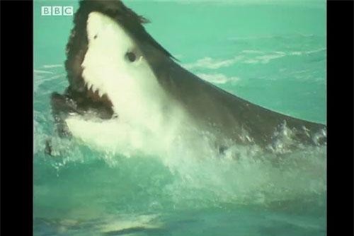 Cá mập lao lên mặt nước, tấn công chớp nhoáng đàn chim