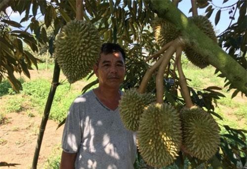 Khánh Hòa: Đất cằn lên sỏi đá, liều trồng cây ra trái gai lởm chởm, thu 2,4 tỷ