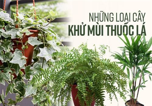 Đánh bay mùi thuốc lá trong phòng bằng cách trồng 8 loại cây xanh dưới đây