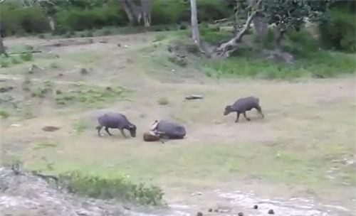  CLIP: Hổ hạ gục trâu rừng trong "một nốt nhạc"