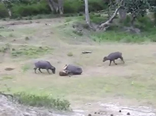 CLIP: Hổ hạ gục trâu rừng trong "một nốt nhạc"