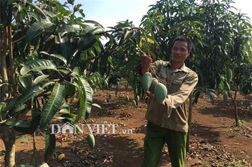 Sơn La: Trồng xoài Đài Loan trên đất dốc quả đầy cành, to bự, dân lãi lớn