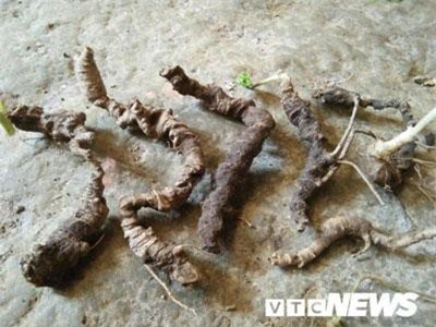 Tuyên Quang: Cả làng bỏ việc vào rừng đào củ đắt như vàng 9999