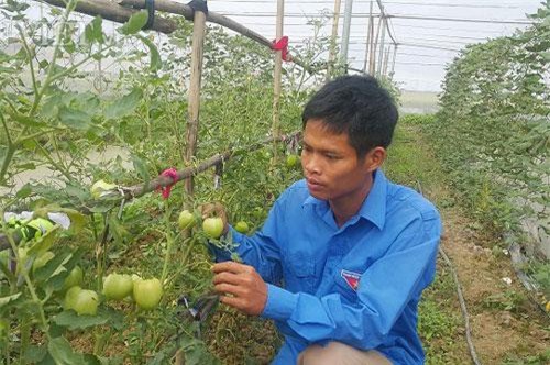 Ninh Bình: Kỹ sư 8X bỏ về quê trồng rau an toàn chỉ lo "cháy hàng"
