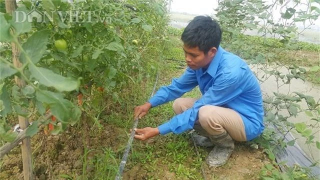 ninh binh: ky su 8x bo ve que trong rau an toan chi lo "chay hang" hinh anh 3