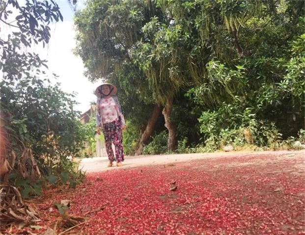 quang binh: ly ky duoi rung "bau vat" loc vung dang la hon 400 tuoi hinh anh 5