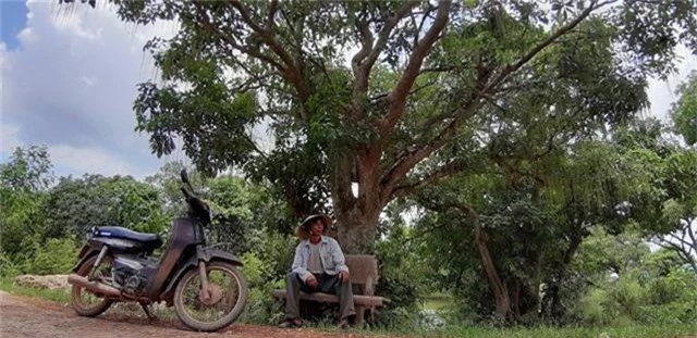 quang binh: ly ky duoi rung "bau vat" loc vung dang la hon 400 tuoi hinh anh 8