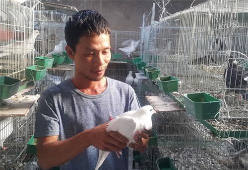 Ninh Bình: Bỏ vô lăng về quê làm giàu nhờ nuôi chim ưa sạch sẽ