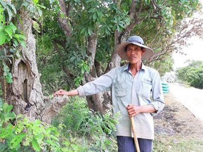 Quảng Bình: Ly kỳ dưới rừng "báu vật" lộc vừng dáng lạ hơn 400 tuổi