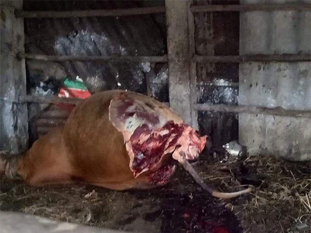 Quảng Bình: Hy hữu bò nhốt trong chuồng bị cắt trộm 2 đùi sau