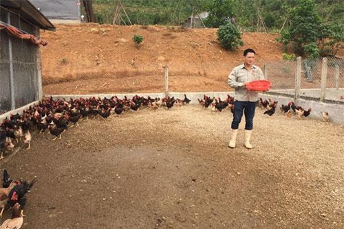 Vĩnh Phúc: Thạc sỹ bỏ giảng đường về quê nuôi gà VietGAP, kiếm 80 triệu/tháng