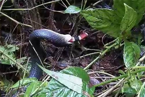 Hổ mang chúa kết liễu rắn san hô bằng một nhát cắn cực độc