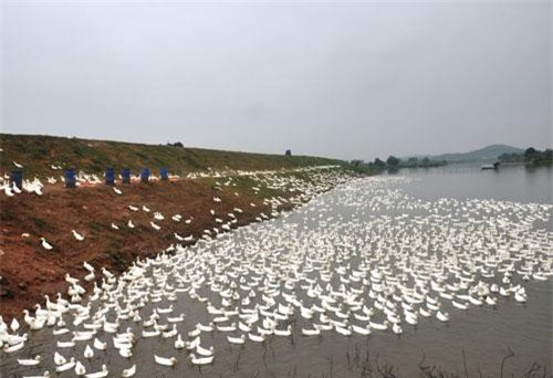 Bắc Ninh: Cầm 2 bằng đại học về quê nuôi vịt siêu thịt trắng cả bờ đê