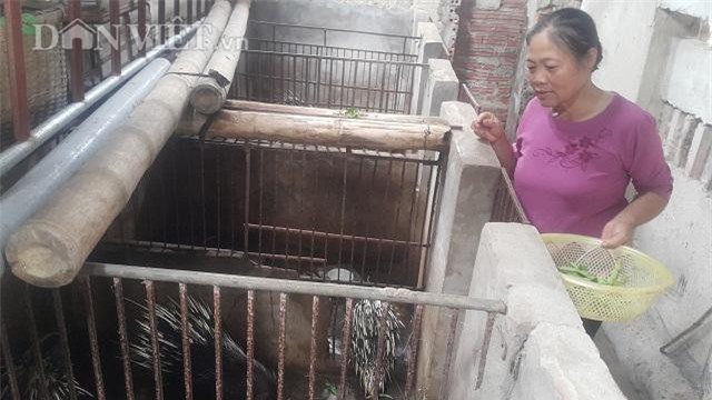 Ninh Bình: Kiếm bộn tiền từ nuôi loài lấy sừng non và con đầy gai nhọn