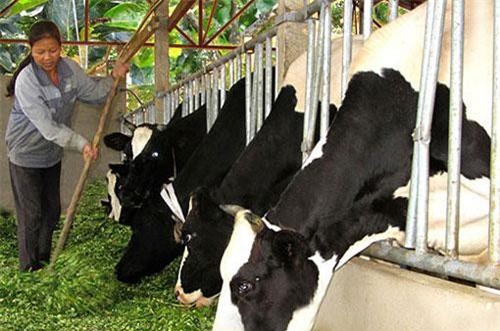 Thị trường ngách - cơ hội mới của ngành sữa Việt Nam