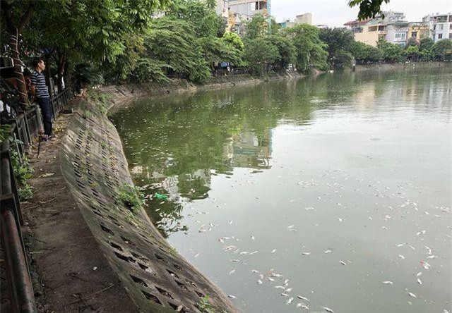 Hà Nội: Cá chết nổi trắng hồ Văn Chương, dân sống quanh hồ không dám... thở