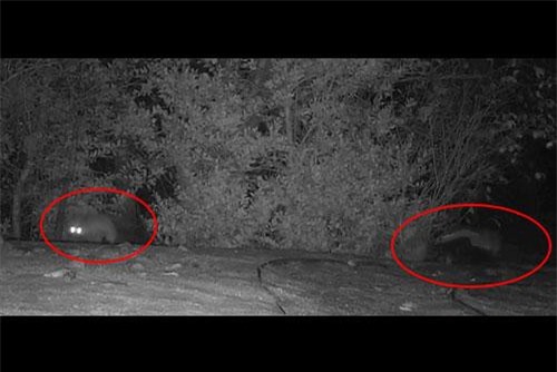 'Chết cười' với màn rượt đuổi hài hước giữa lửng và cáo