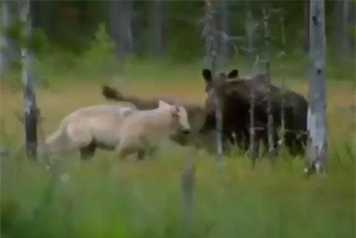 Gấu xám 'ra tay' hạ gục hươu to trong tích tắc để đánh chén nhưng cuối cùng lại 'ôm bụng đói'