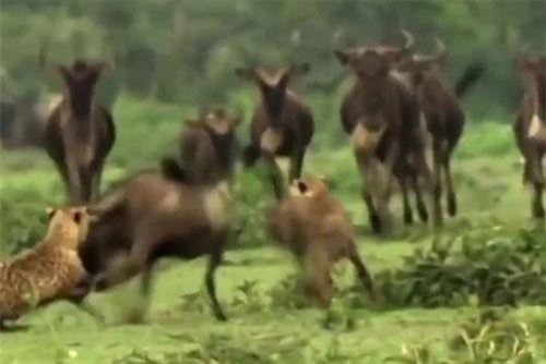 Đàn linh dương bỏ chạy tán loạn nhưng vẫn không thoát khỏi nanh vuốt của kẻ thù