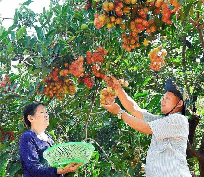 vung dat cay sau rieng thap te trai day canh, cu 1 cay thu 1 trieu hinh anh 4