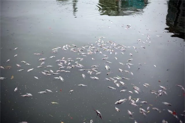 Hà Nội: Cá chết nổi trắng hồ Văn Chương, dân sống quanh hồ không dám... thở - 2