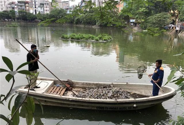 Hà Nội: Cá chết nổi trắng hồ Văn Chương, dân sống quanh hồ không dám... thở - 9