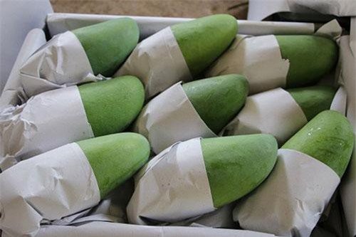 Lần đầu tiên xuất khẩu xoài Sơn La đi Anh và Mỹ