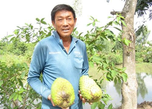 Cần Thơ: Tỷ phú đêm đi thụ phấn mãng cầu xiêm, bán hơn 200 tấn trái/năm