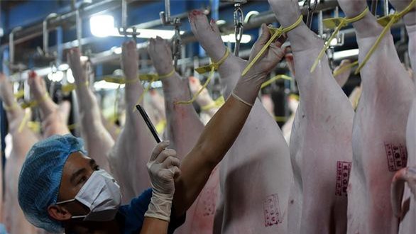 4 lý do khiến cấp đông thịt lợn hết sức khó khăn