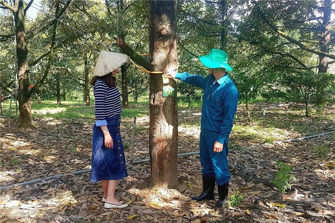 Lâm Đồng: Bị "đàm tiếu" vì chăm vườn sầu riêng bằng... điện thoại thông minh