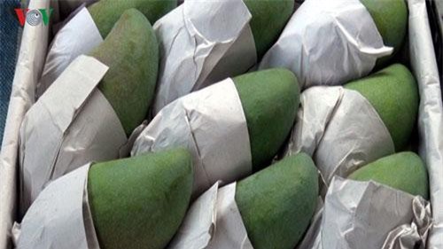 30 tấn xoài Sơn La xuất khẩu sang Trung Quốc