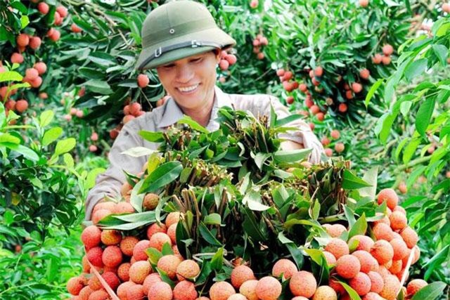 Vải thiều xuất khẩu quyết tâm nâng chuẩn, từng bước chinh phục thị trường Trung Quốc