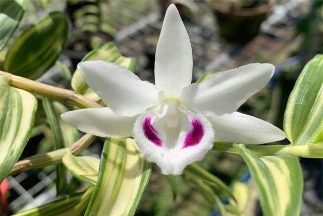 Thái Bình: Giò lan siêu hiếm "Người đẹp Bình Dương" được bán gần 10 tỷ đồng