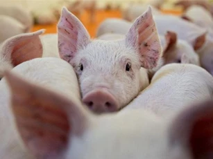 Thêm 2 tỉnh Bạc Liêu và Kon Tum xuất hiện dịch tả lợn châu Phi