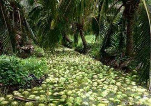 Sản phẩm xuất khẩu của Bến Tre có mặt ở 123 quốc gia và vùng lãnh thổ