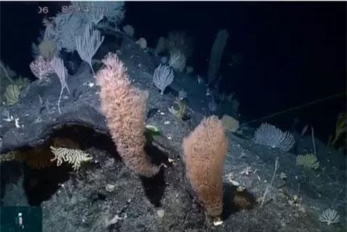 Phát hiện động, thực vật biển quý hiếm ở vực sâu nhất đại dương