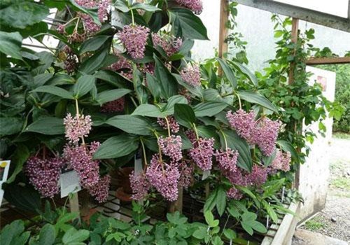 Khám phá cây hòn ngọc Viễn Đông đẹp mắt, có ở Việt Nam