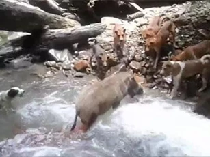 CLIP: Lợn rừng chết thảm khi đối đầu đàn chó săn