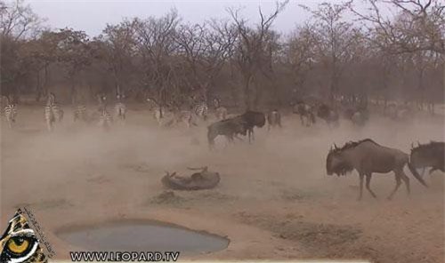 CLIP: Ngựa vằn hạ gục linh dương bằng một cú đá