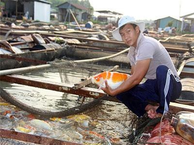 "Ngư phủ" bảnh trai nuôi hàng tấn cá "quý tộc" ở sông Đồng Nai