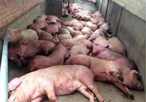 Phát hiện thêm 19 ổ dịch tả lợn châu Phi ở Bình Phước