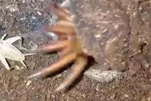 Pha vồ mồi chớp nhoáng của nhện cửa sập