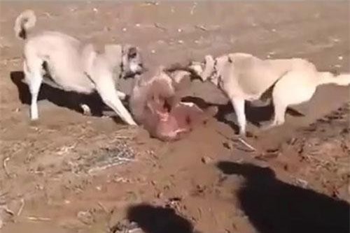 'Hãi hùng' cảnh 2 con chó săn đua nhau cắn xé chó sói