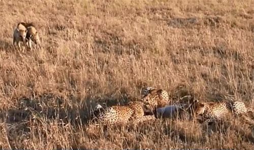 CLIP: Đàn báo săn đoạt mạng lợn rừng